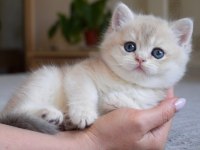 Nadir Renk Golden British Shorthair