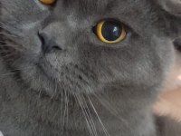 Safkan British Shorthair