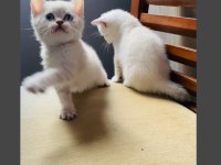 SAFKAN AYI SURAT MAVİ GÖZ BRİTİSH YAVRULAR