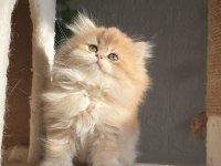 Orijinal safkan British Longhair Dişi yavru