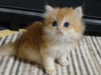 Safkan Irk Yavru Kediler