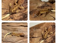 YAVRU CRESTED GECKOLAR