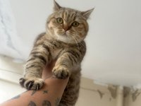 British shorthair golden point