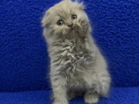 İstanbul içi Adrese teslim lilak scottish fold longhair
