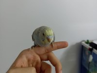Yeme yeni düşmüş yavrularımız