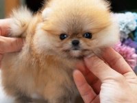 Pomeranian yavrularımız kg garantili teacup