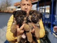Safkan Alman Çoban Köpeği Yavruları