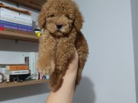Eşsiz poodle köpeklerimiz
