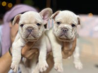Üst Düzey Kalite flufy karier french bulldog bebekler
