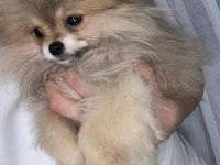 0 Boy A Kalite Pomeranian Boo Sahibinden