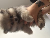 Pomeranian boo bebekler