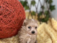 Sevimli Dost Canlısı Maltipoo Yavrular