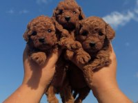 Red Brown Toy Poodle Kahverengi Yavrular