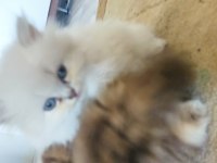 British longhair dişi bebekler
