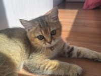 Golden british shorthair
