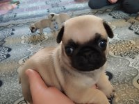 Pug Mops 55 - 65 Günlük Erkek - Dişi Yavrular