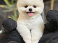 2.5 aylık erkek Pomeranian yavru