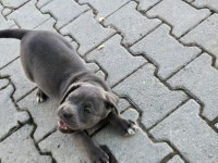 DEV CANE CORSO İTALİANO YAVRULARI