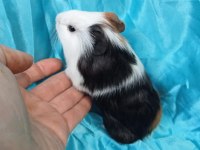 Hollandan Amerikan ve Dutch Ginepig Yavrular