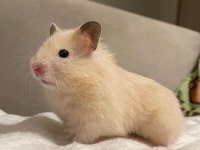 Hamster Gonzales Yavrularımız Heryere Gönderim Var