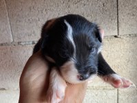Orijinal border collie yavrular