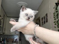 British shorthair yavruları