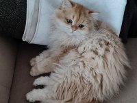 BLh Ny12 Golden full şecereli british longhair