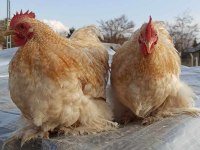 2 adet buff coco+ 3 adet brahma tavuk ve horozlar