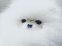 POMERANİAN BOO YAVRULARI