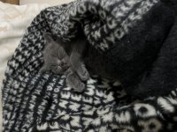 Son bir yavru british shorthair uyguna gidecektir