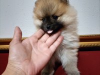 Pomeranian Boo 50 Günlük