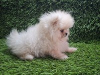 POMERANIAN BOO YAVRULAR [MAJYAJSIZ FÖNSÜZ}