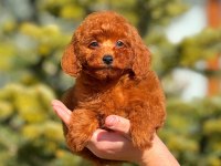 Erkek toy poodle tarçınımız