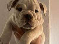 Tombik İngiliz Bulldog Bebeklerimiz