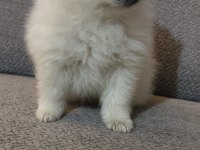 Pomeranian Boo Erkek Ve Dişi Yavrularım