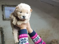 CHOW CHOW (ÇİN ASLANI) YAVRULARIMIZ
