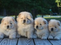 Pofuduk chow chow Çin aslanı erkek ve dişi