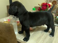 Orjinal cane corso yavruları