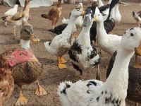 Pekin, Muscovy, Amerikan, Melez, Yaban Ördek