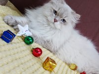EŞLEME/SAHİPLENME, ORİJİNAL, SAF IRK BİR BABA KEDİMİZ