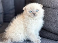 A kalite scottish fold yavrumuz yeni yuvasını arıyor