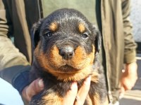 Rottweiler Yavruları A Kalite Tüm İllere Gönderim