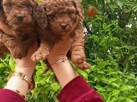 Toy poodle yavrular teslime hazır