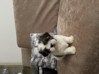 2.5 aylık yorkshire terrier mila