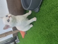 4 Aylık Erkek Blue Point Kedimiz