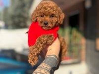 Toy poodle yavrularımız