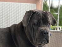 Cane corso yavrular ırk sağlık garantili