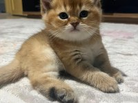 İran kedisi iki aylık