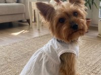 Çok akıllı süs köpeği