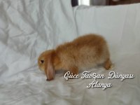 Cüce lop / minyatür lop cüce tavşan çiftliği alanya